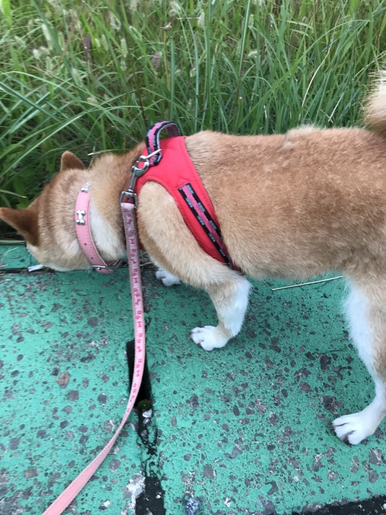 f:id:JunchanObachan:20170923174843j:plain