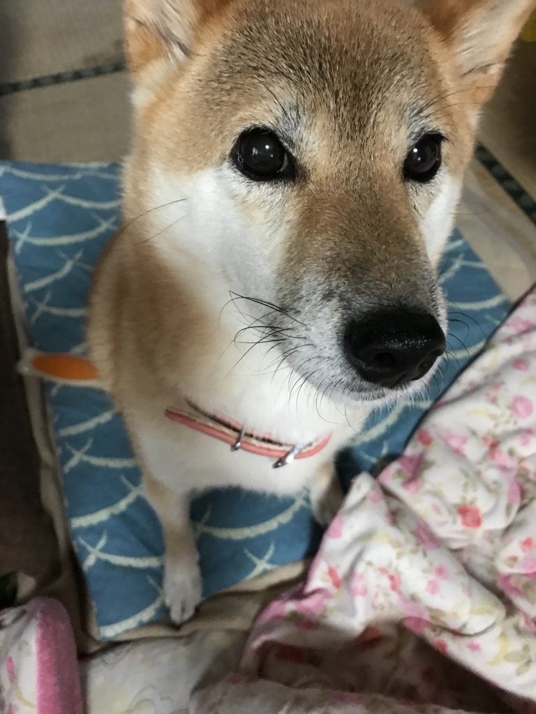 f:id:JunchanObachan:20171005080310j:plain