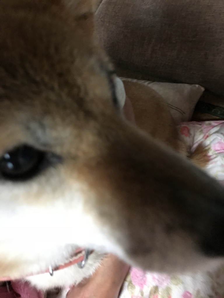 f:id:JunchanObachan:20171005080712j:plain