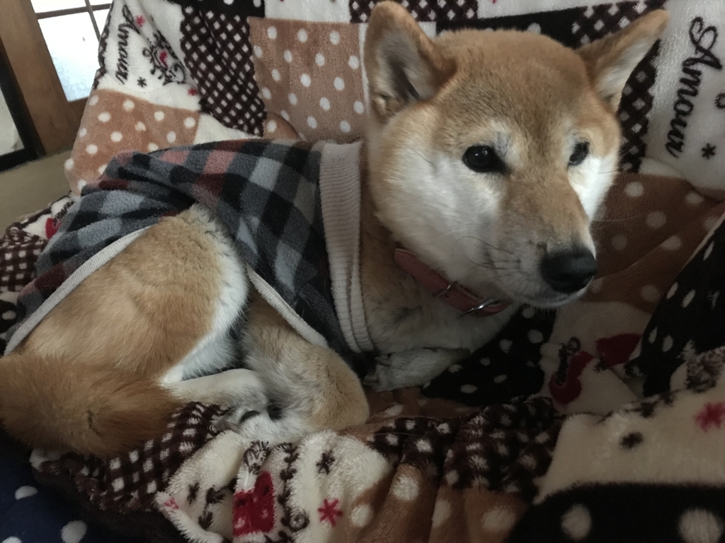 f:id:JunchanObachan:20180523215737j:plain