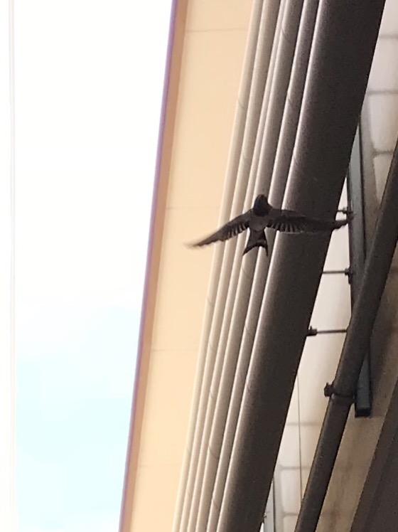 f:id:JunchanObachan:20180625140720j:plain f:id:JunchanObachan:20180625140720j:plain