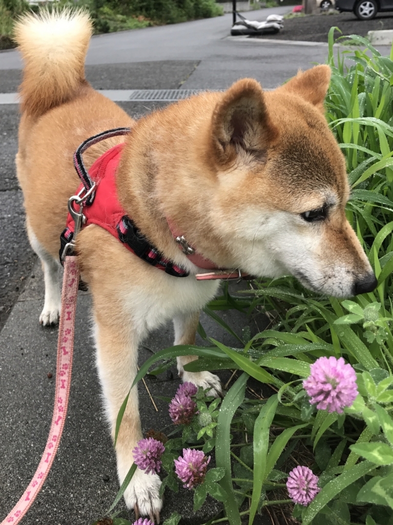 f:id:JunchanObachan:20180715220824j:plain f:id:JunchanObachan:20180715220824j:plain