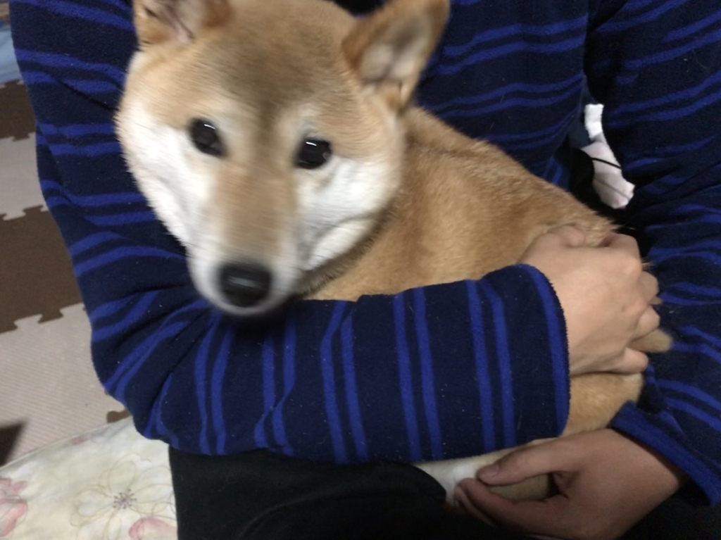 f:id:JunchanObachan:20190104144721j:plain f:id:JunchanObachan:20190104144721j:plain
