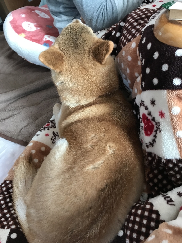 f:id:JunchanObachan:20190104144820j:plain f:id:JunchanObachan:20190104144820j:plain