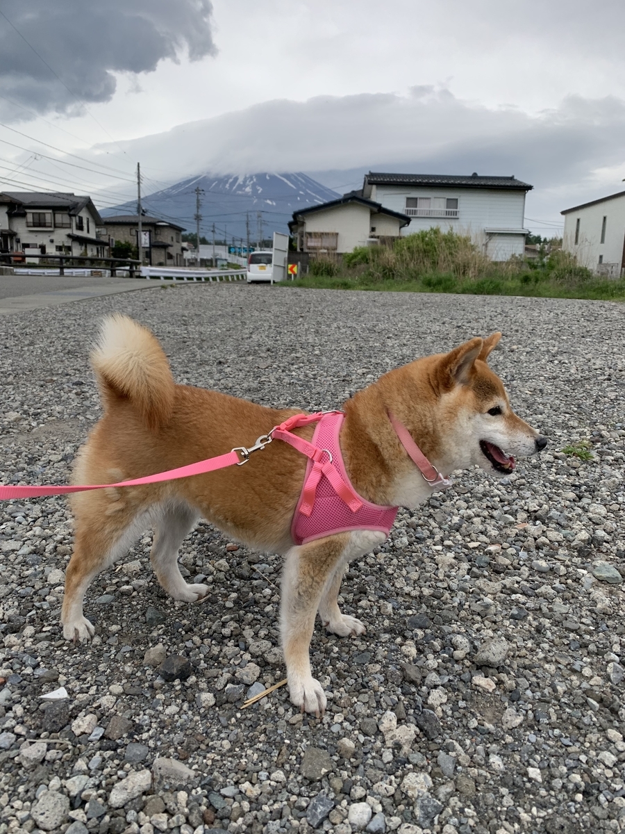 f:id:JunchanObachan:20190528201944j:plain