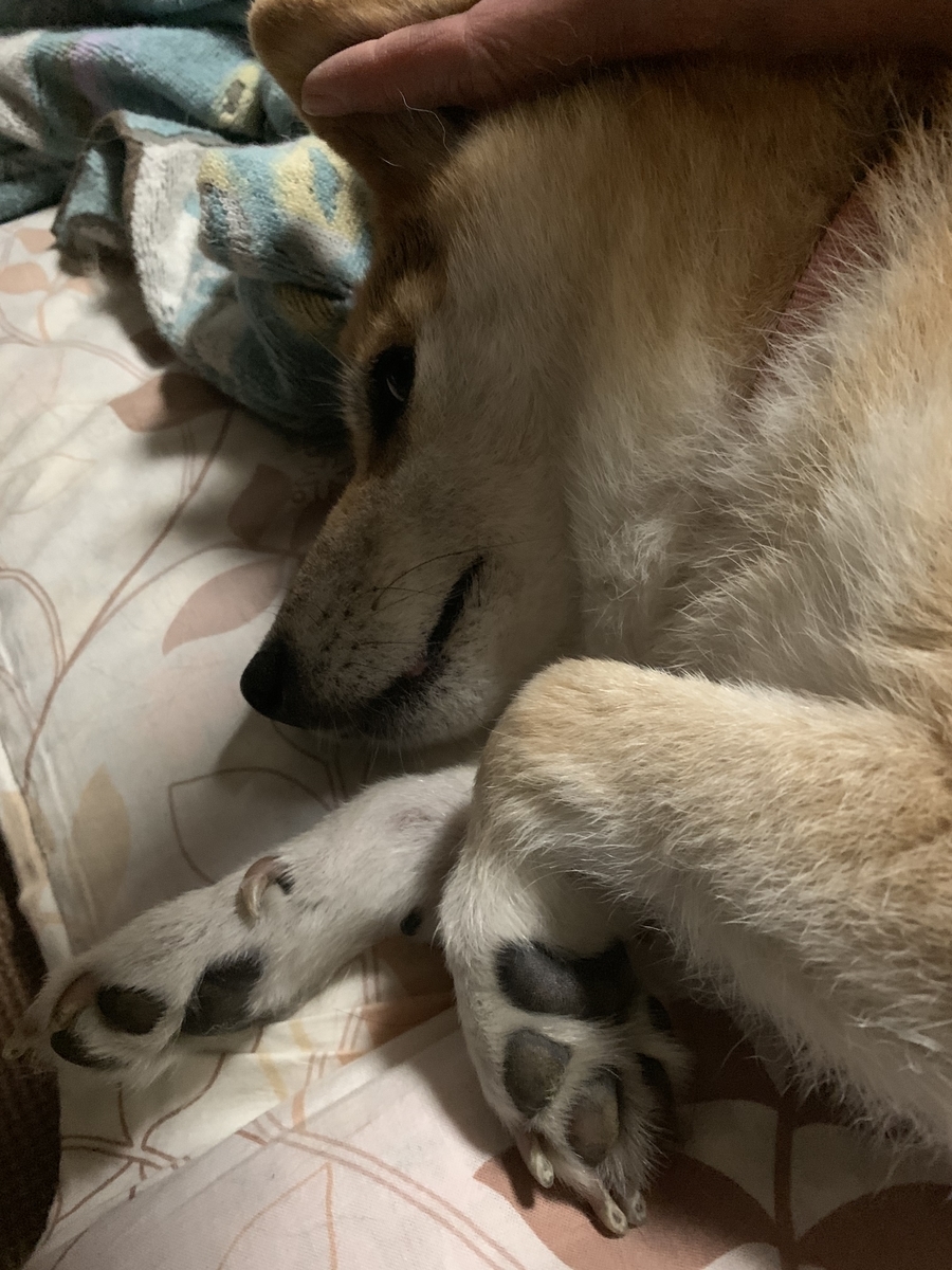 f:id:JunchanObachan:20190902214744j:plain