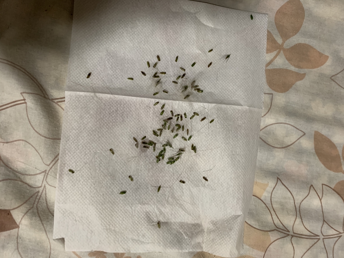 f:id:JunchanObachan:20191025201720j:plain