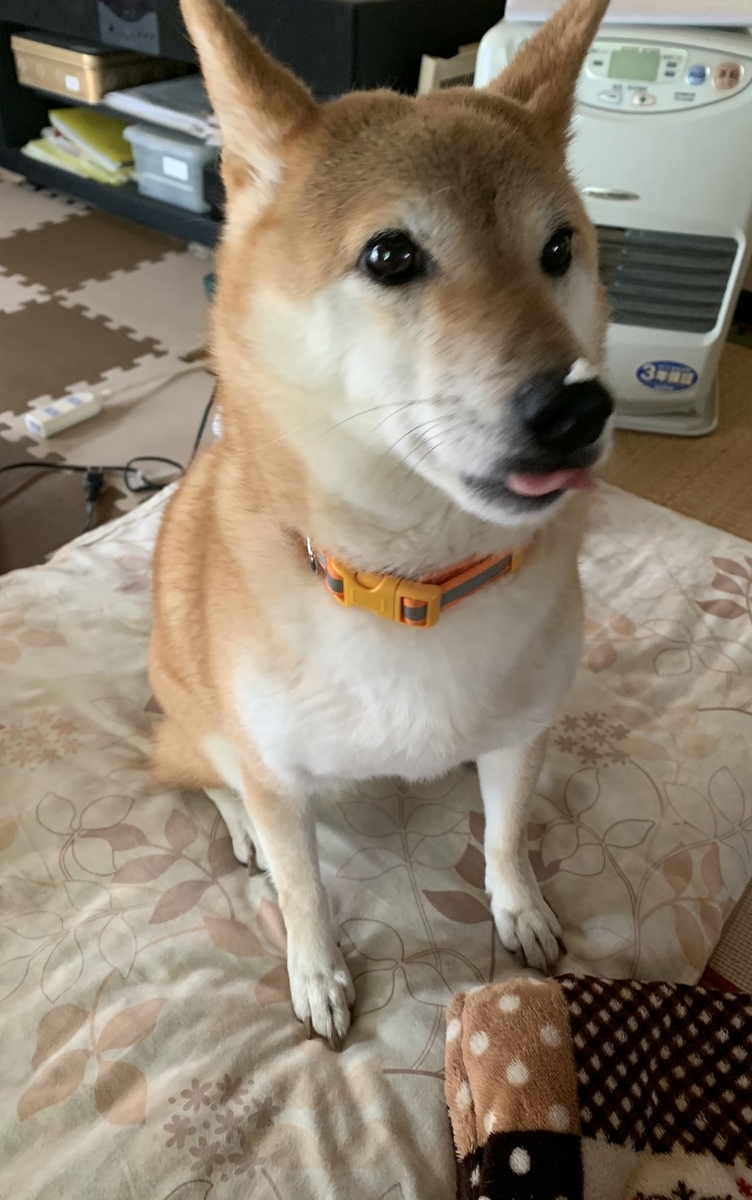 f:id:JunchanObachan:20191210141149j:plain f:id:JunchanObachan:20191210141149j:plain