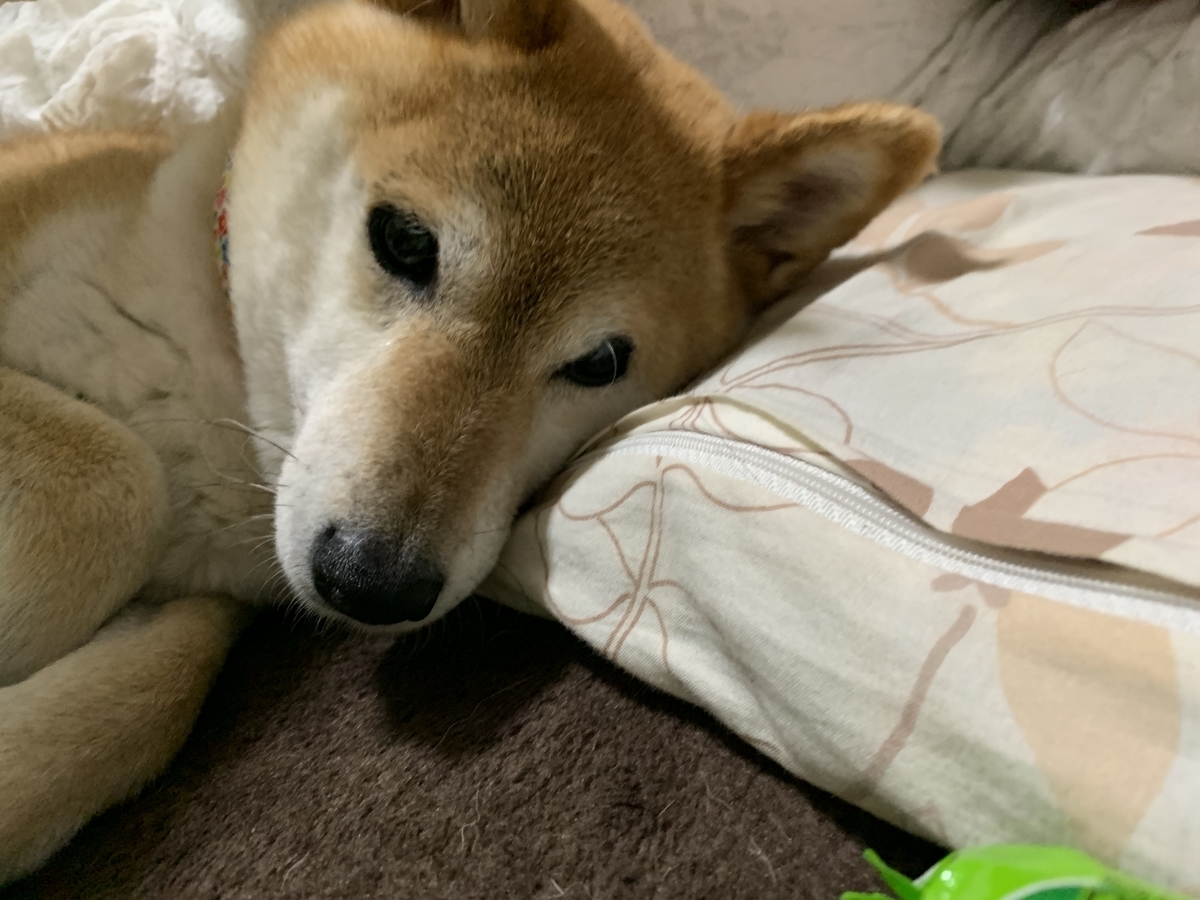 f:id:JunchanObachan:20200605100402j:plain