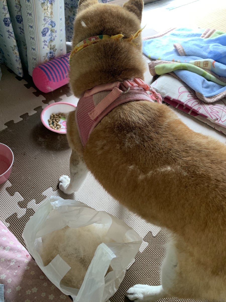 f:id:JunchanObachan:20200614070759j:plain