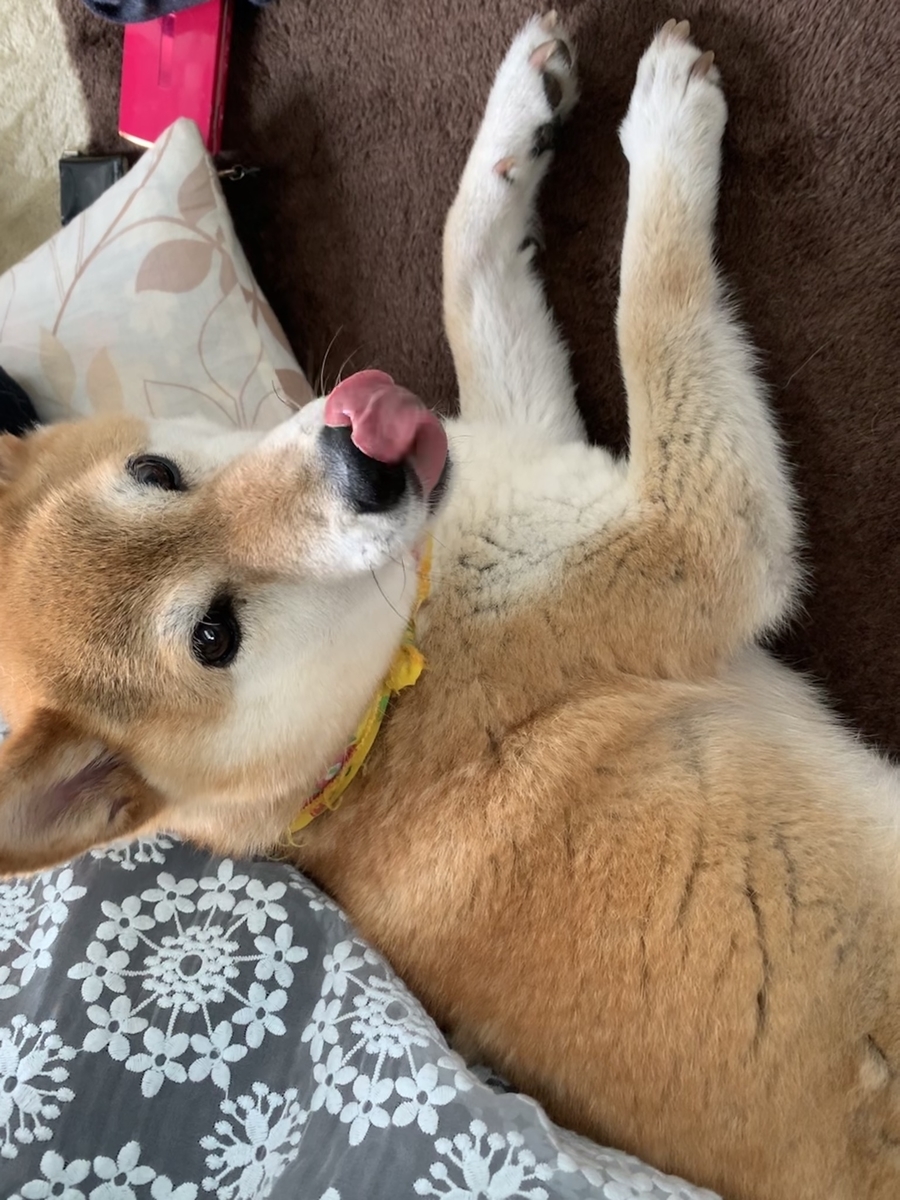 f:id:JunchanObachan:20200617193318j:plain