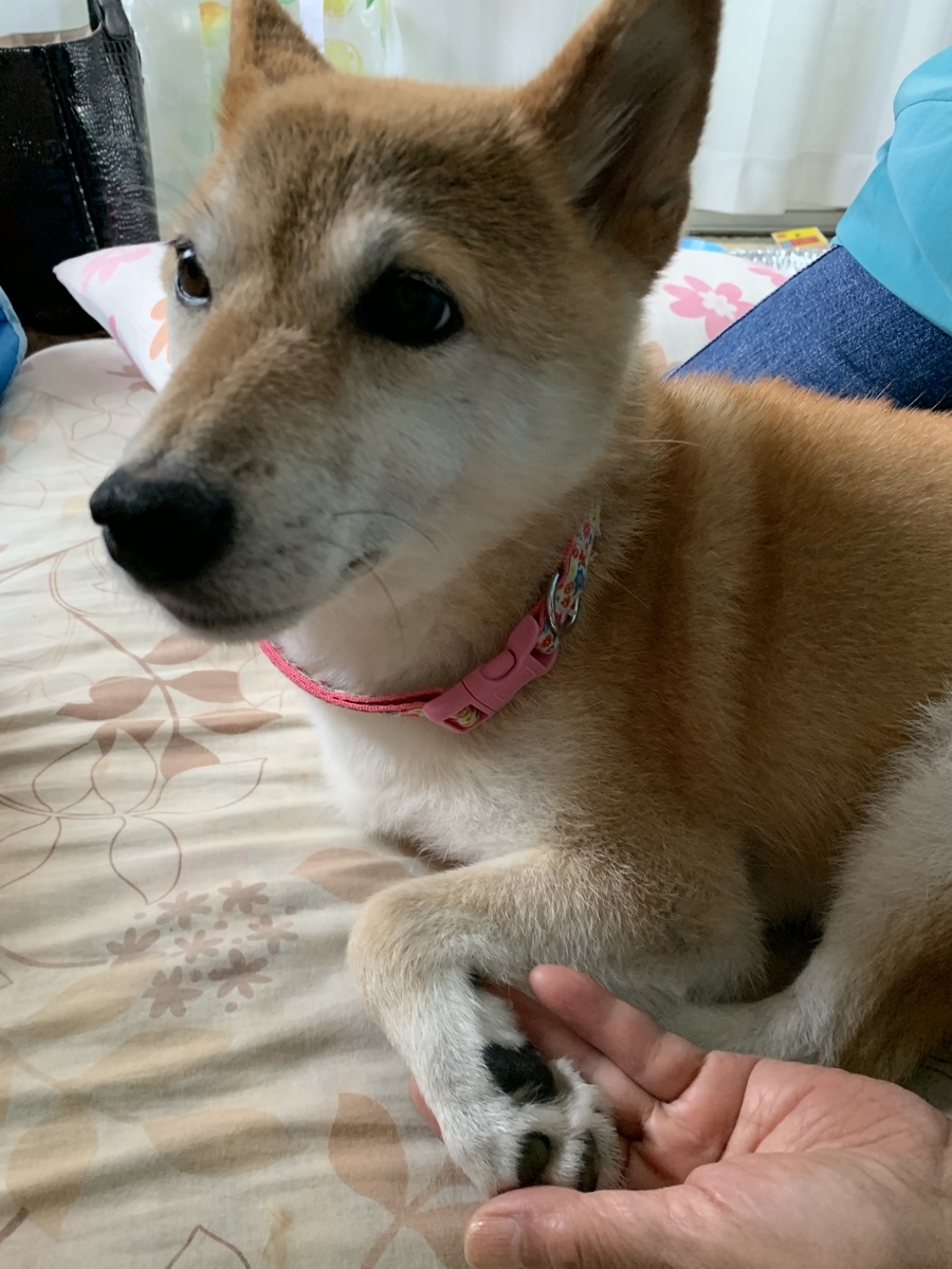 f:id:JunchanObachan:20200801083746j:plain