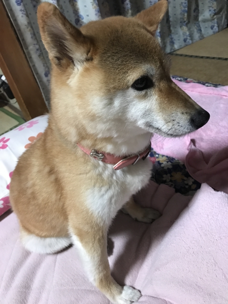 f:id:JunchanObachan:20200806053549j:plain