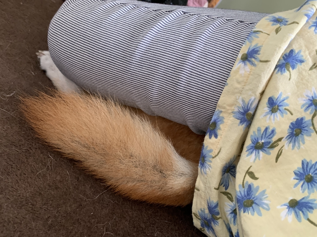 f:id:JunchanObachan:20200902192034j:plain