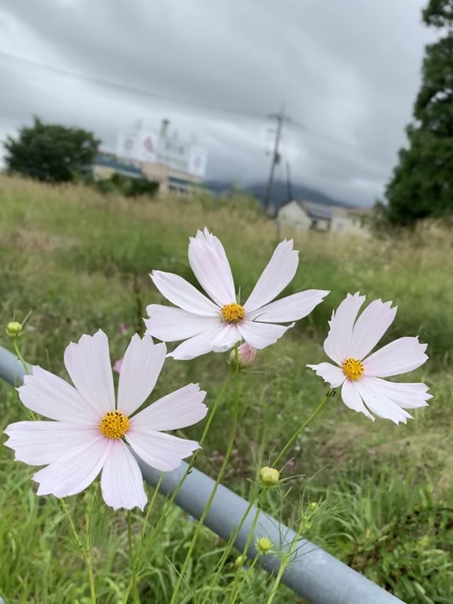 f:id:JunchanObachan:20200902194539j:plain