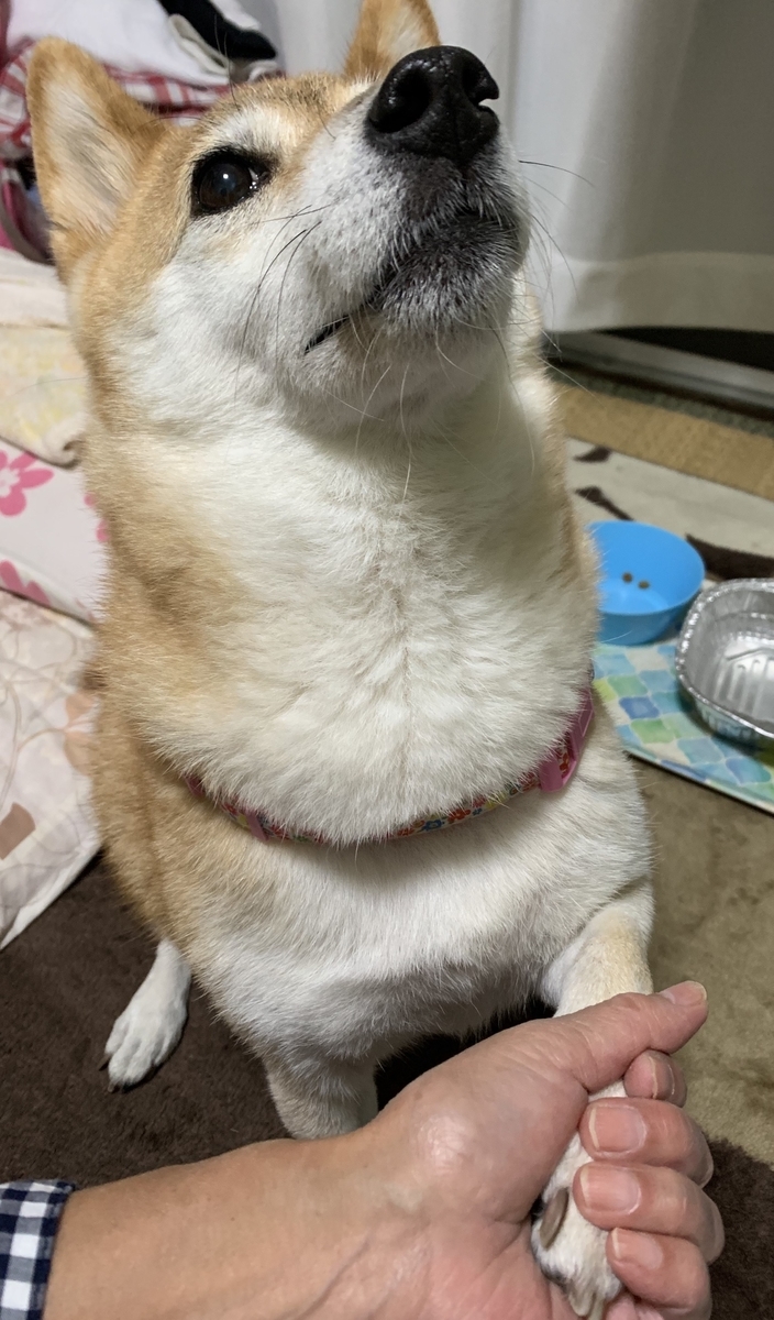 f:id:JunchanObachan:20201023074629j:plain f:id:JunchanObachan:20201023074629j:plain