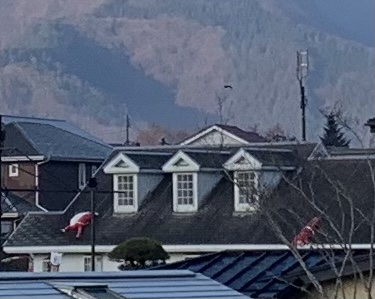 f:id:JunchanObachan:20201215114548j:plain