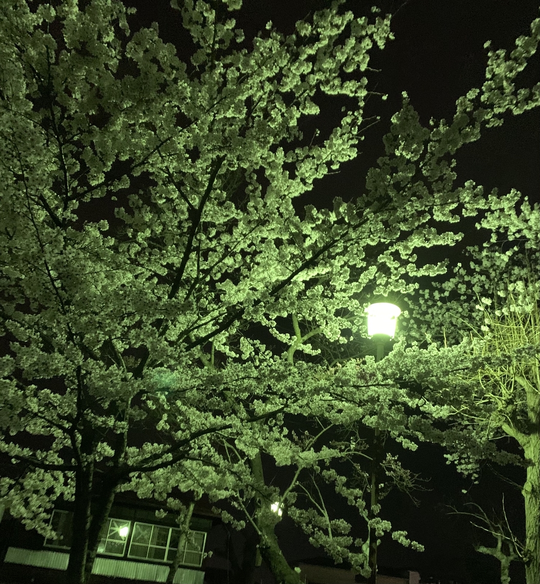 f:id:JunchanObachan:20210402131843j:plain