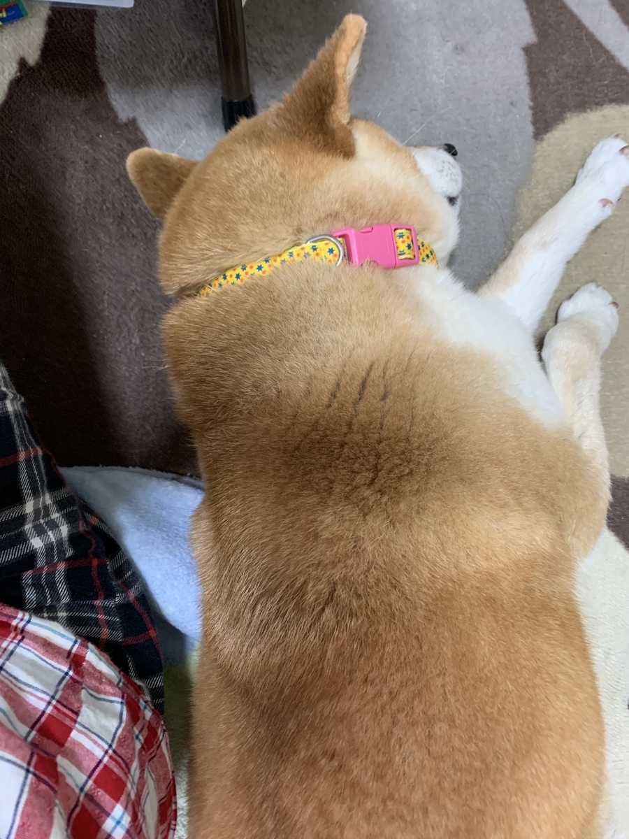 f:id:JunchanObachan:20210402132522j:plain