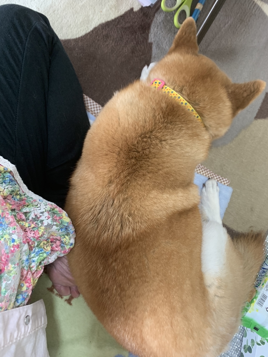 f:id:JunchanObachan:20210409175235j:plain