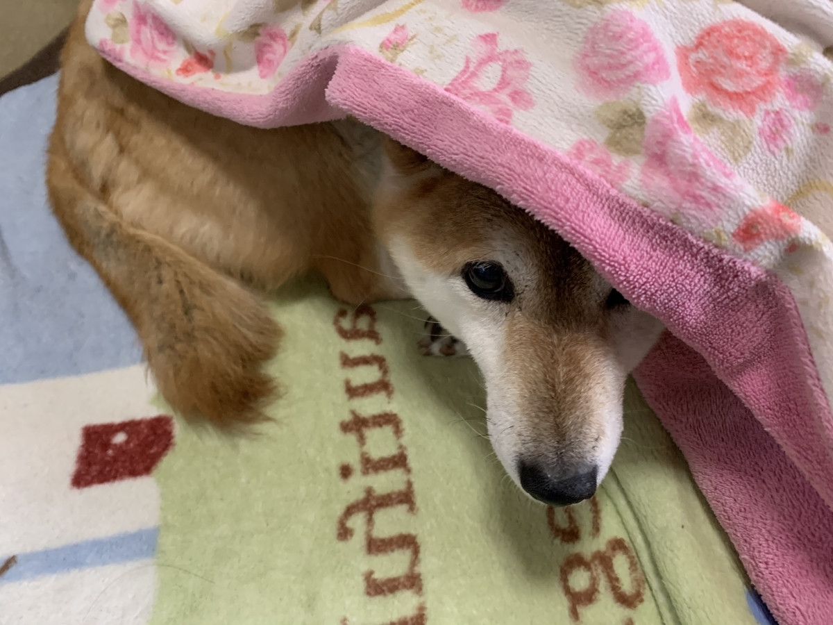 f:id:JunchanObachan:20210413072902j:plain