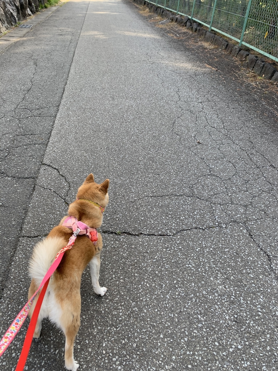 f:id:JunchanObachan:20210513072001j:plain