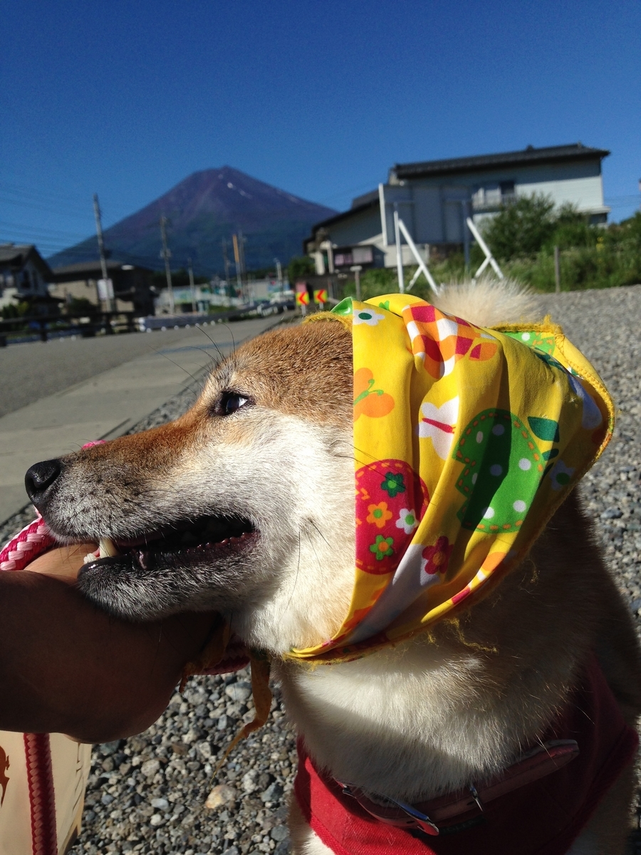 f:id:JunchanObachan:20211011070657j:plain