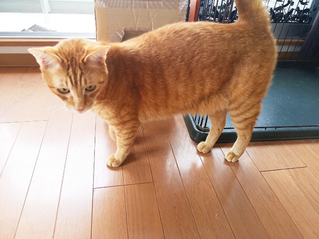 f:id:JuneNNN:20191026152907j:plain f:id:JuneNNN:20191026152907j:plain