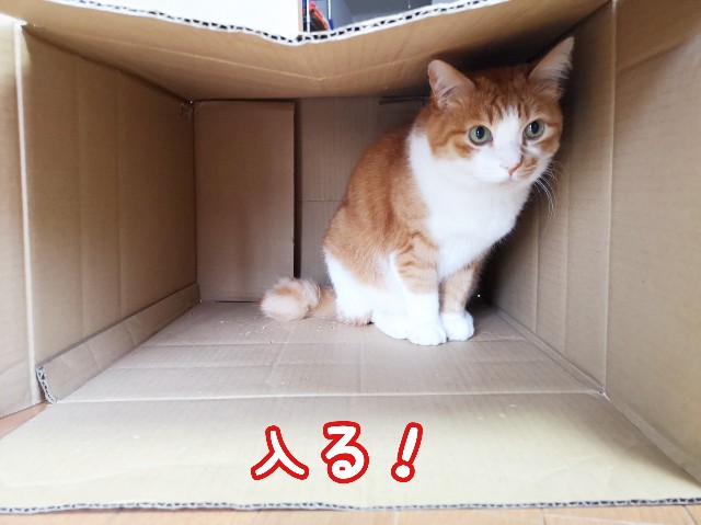 f:id:JuneNNN:20191027130024j:plain