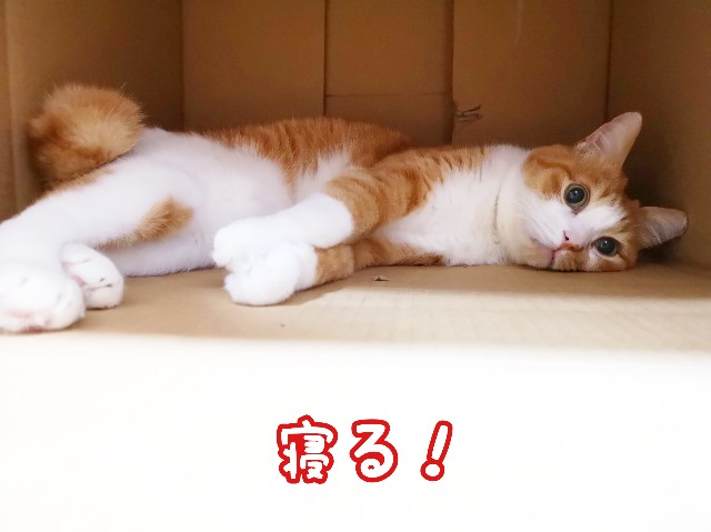 f:id:JuneNNN:20191027130026j:plain