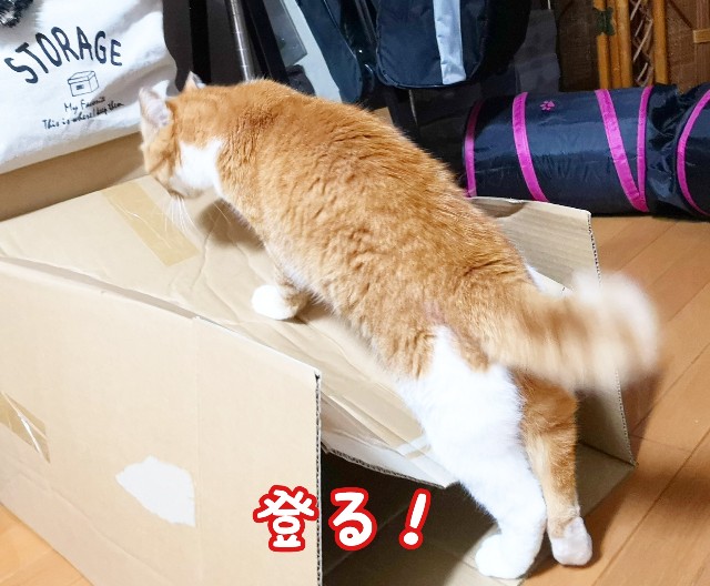 f:id:JuneNNN:20191027130033j:plain