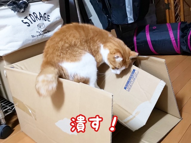 f:id:JuneNNN:20191027130038j:plain