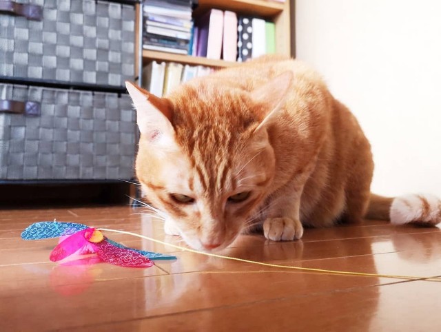 f:id:JuneNNN:20191027182600j:plain f:id:JuneNNN:20191027182600j:plain