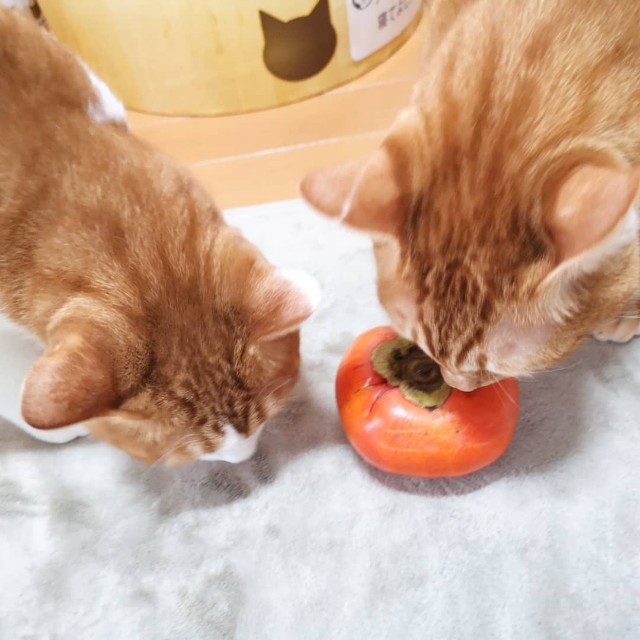 f:id:JuneNNN:20191029122615j:plain