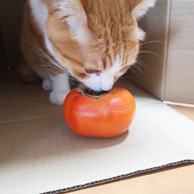 f:id:JuneNNN:20191029122623j:plain