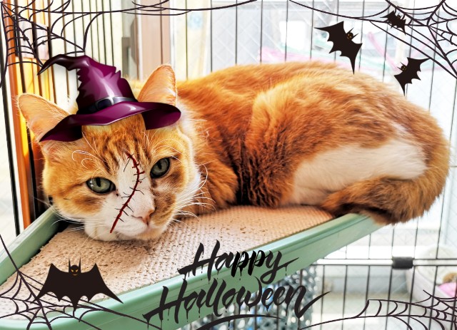 f:id:JuneNNN:20191031122458j:plain