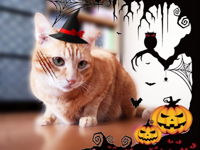 f:id:JuneNNN:20191031122508j:plain