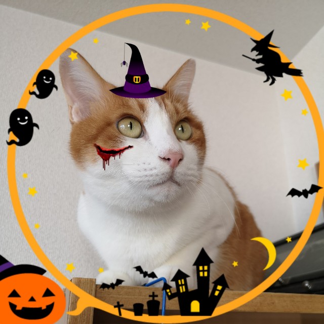 f:id:JuneNNN:20191031122543j:plain