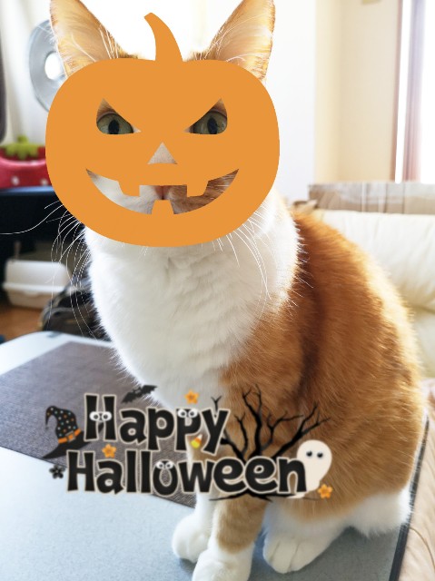 f:id:JuneNNN:20191031130322j:plain