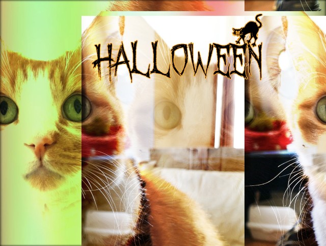 f:id:JuneNNN:20191031131301j:plain