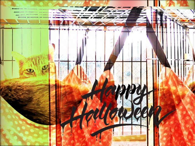 f:id:JuneNNN:20191031131317j:plain