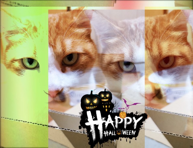 f:id:JuneNNN:20191031131335j:plain