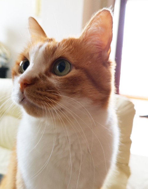 f:id:JuneNNN:20191031175434j:plain