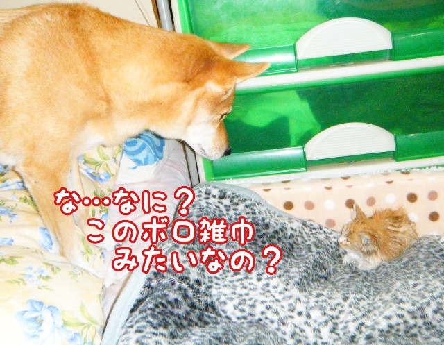 f:id:JuneNNN:20191101161654j:plain f:id:JuneNNN:20191101161654j:plain