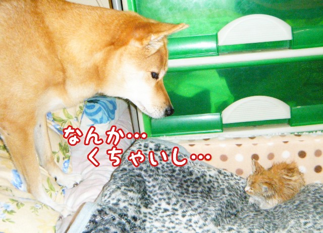 f:id:JuneNNN:20191101161701j:plain f:id:JuneNNN:20191101161701j:plain