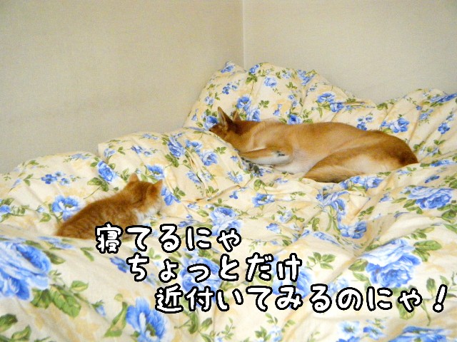 f:id:JuneNNN:20191101161714j:plain f:id:JuneNNN:20191101161714j:plain