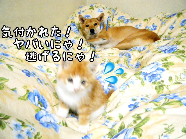 f:id:JuneNNN:20191101161730j:plain f:id:JuneNNN:20191101161730j:plain