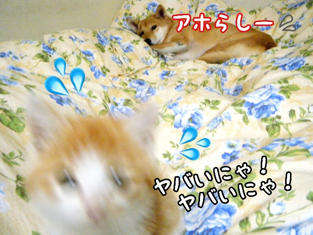 f:id:JuneNNN:20191101161737j:plain f:id:JuneNNN:20191101161737j:plain