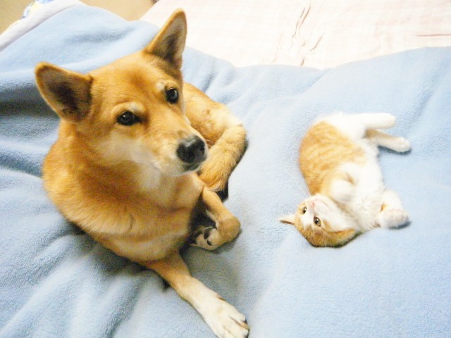 f:id:JuneNNN:20191101161804j:plain f:id:JuneNNN:20191101161804j:plain