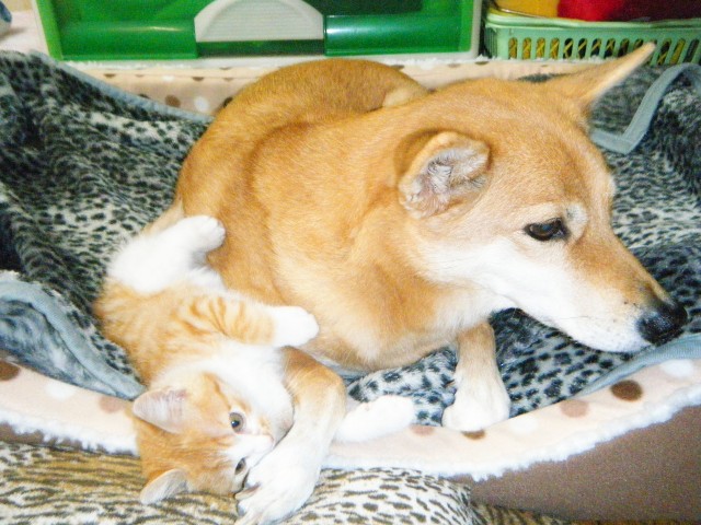 f:id:JuneNNN:20191101161815j:plain f:id:JuneNNN:20191101161815j:plain